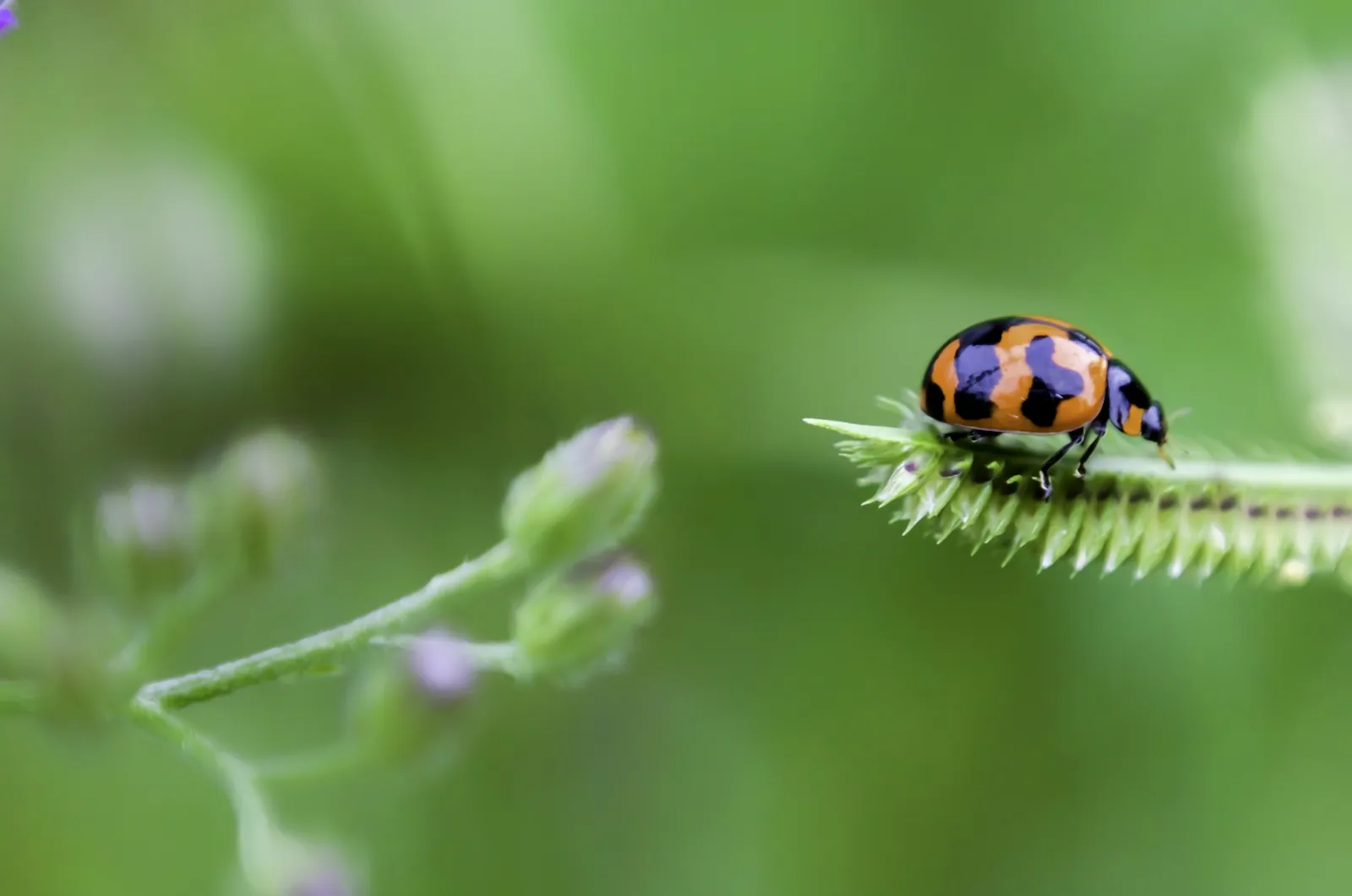 Photograph by Manikandan