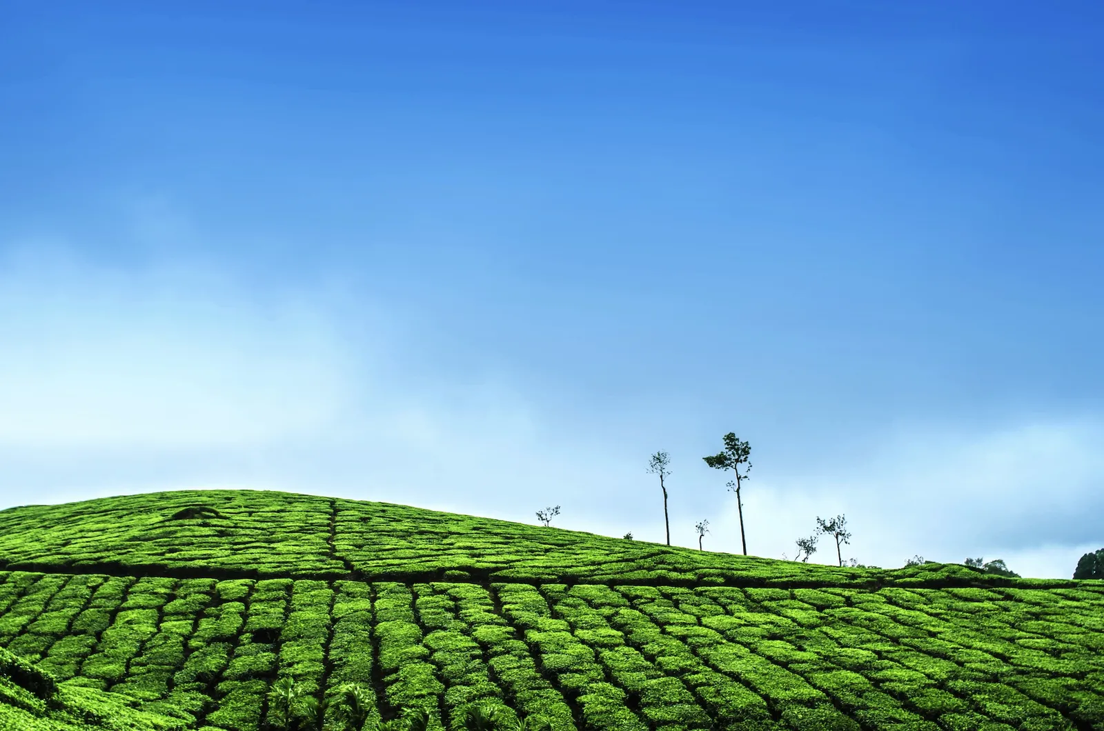 Photograph by Manikandan